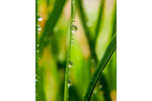 Green Dew Drops Grass Leaves Canvas Art Wall Picture Or Gloss Print