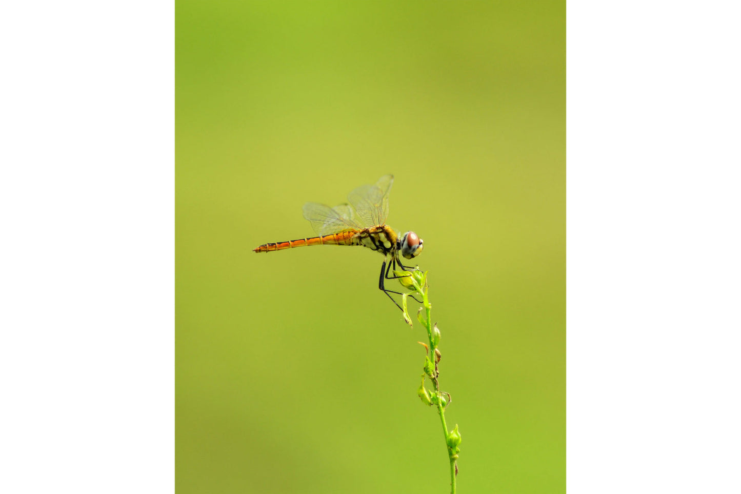 Green Dragonfly Insect Animal Wildlife Canvas Art Wall Picture Or Gloss Print