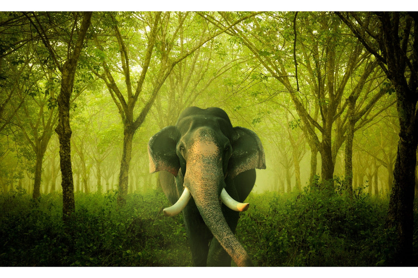 Green Elephant Trees Woods Forest Canvas Art Wall Picture Or Gloss Print