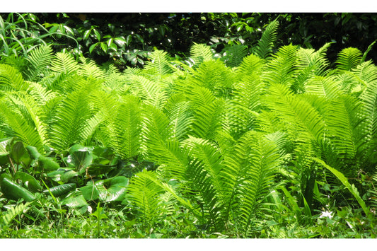 Green Fern Leaves Plants Canvas Art Wall Picture Or Gloss Print