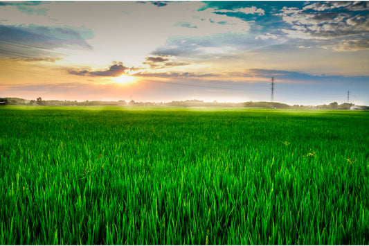 Green Field Landscape Sunset Canvas Art Wall Picture Or Gloss Print