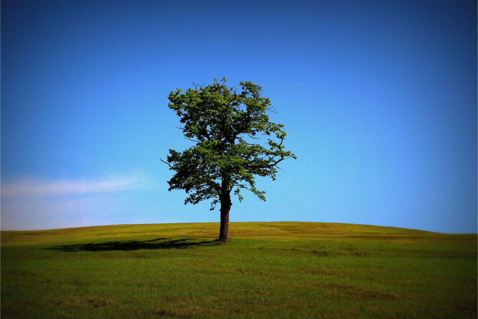 Green Field Tree Blue Sky Landscape Canvas Art Wall Picture Or Gloss Print