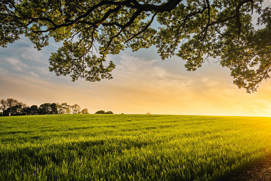 Green Field Trees Sunset Sunrise Landscape Canvas Art Wall Picture Or Gloss Print