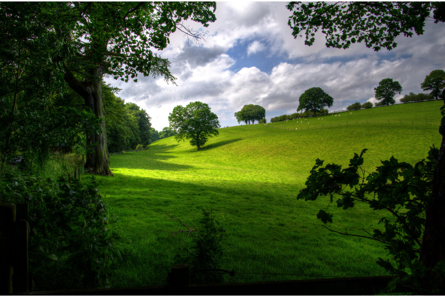 Green Field Trees Woods Forest Landscape Canvas Art Wall Picture Or Gloss Print