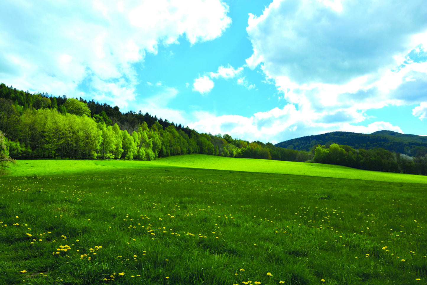 Green Field Trees Woods Landscape Canvas Art Wall Picture Or Gloss Print