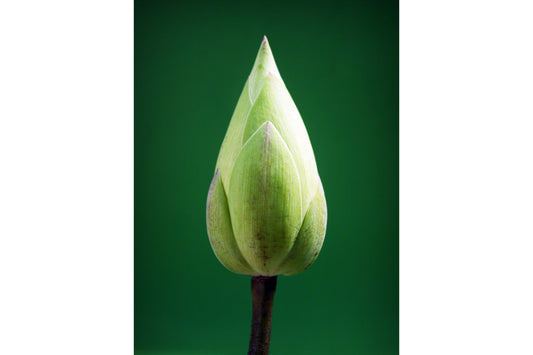 Green Flower Bud Flowers Canvas Art Wall Picture Or Gloss Print