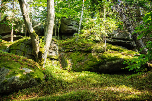 Green Forest Rocks Woods Trees Canvas Art Wall Picture Or Gloss Print