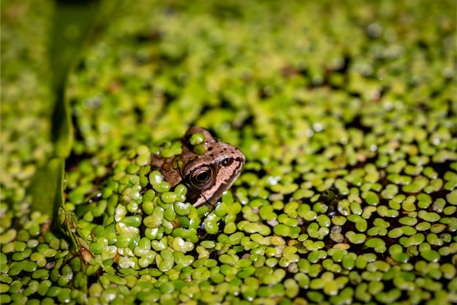 Green Frog In Water Animal Reptile Canvas Art Wall Picture Or Gloss Print