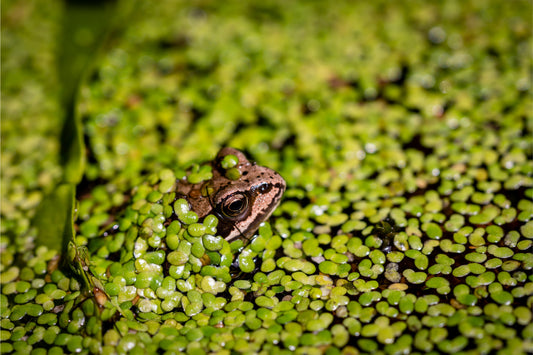 Green Frog In Water Animal Reptile Canvas Art Wall Picture Or Gloss Print