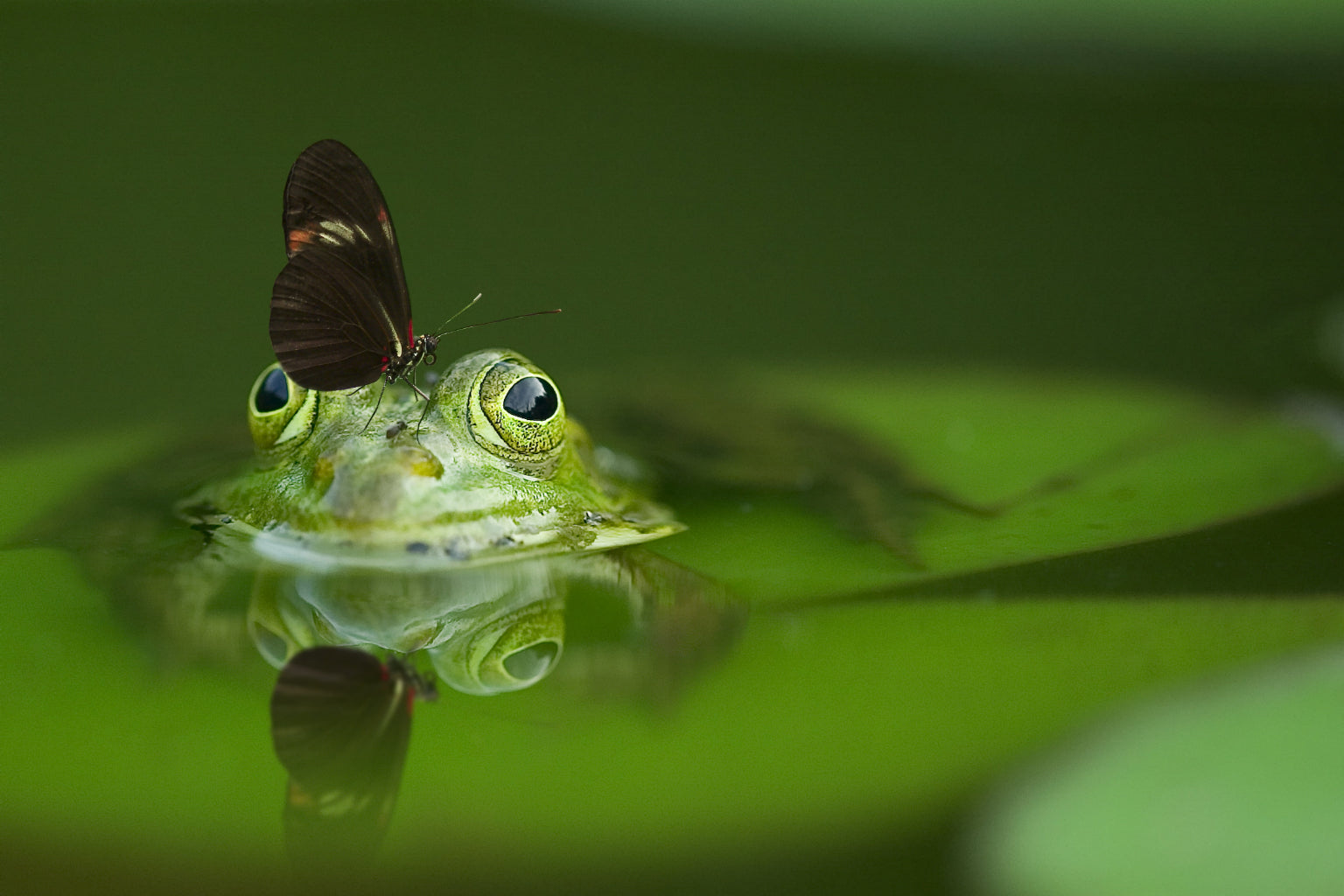 Green Frog Pond Butterfly Animal Canvas Art Wall Picture Or Gloss Print