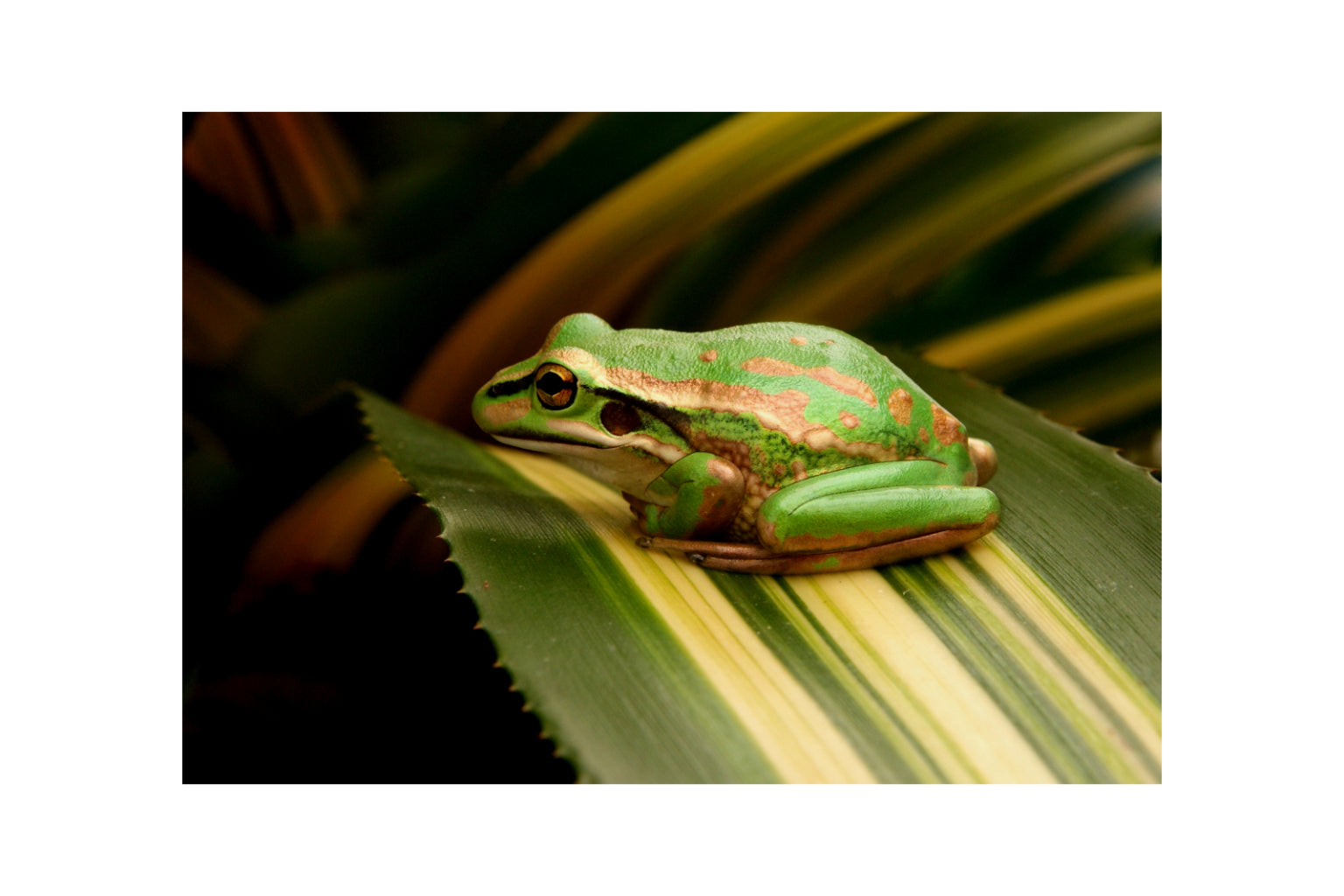 Green Frog Resting Leaf Animal Canvas Art Wall Picture Or Gloss Print