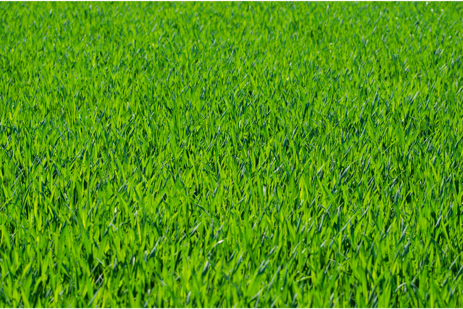 Green Grass Canvas Art Wall Picture Or Gloss Print