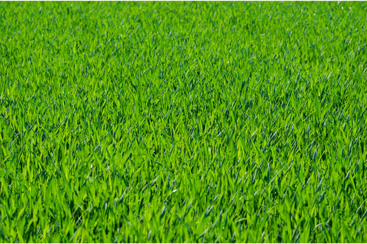 Green Grass Canvas Art Wall Picture Or Gloss Print