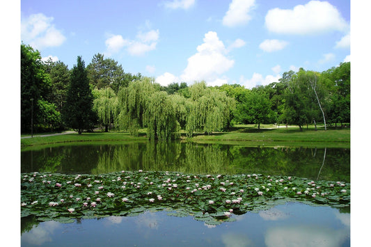 Green Lake Landscape Trees Canvas Art Wall Picture Or Gloss Print