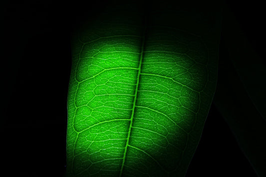 Green Leaf Light Canvas Art Wall Picture Or Gloss Print