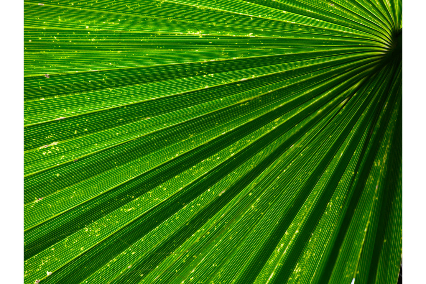 Green Leaf Plants Fan Canvas Art Wall Picture Or Gloss Print