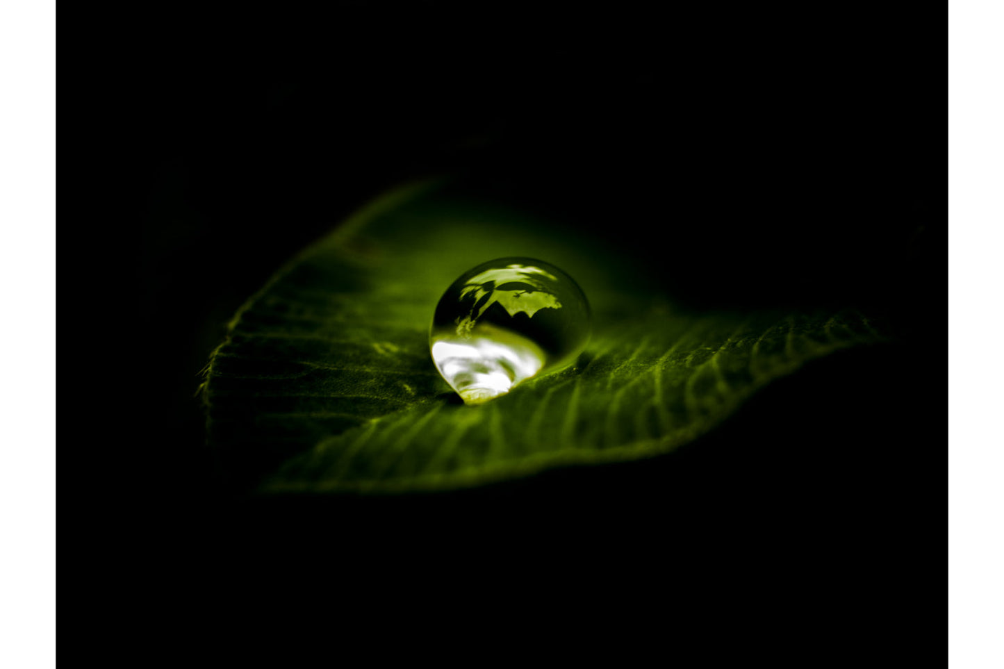 Green Leaf Water Drop Black Canvas Art Wall Picture Or Gloss Print