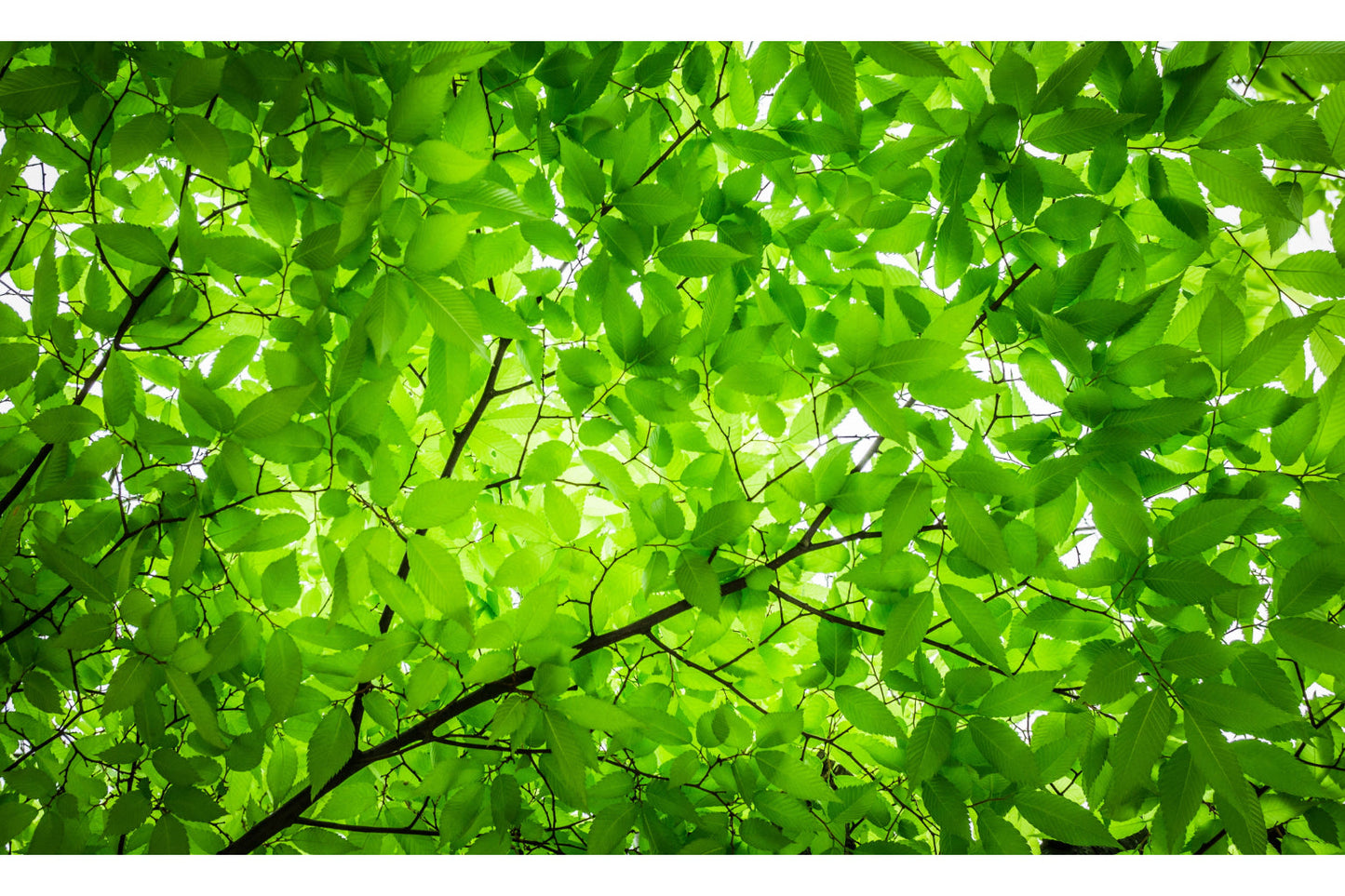 Green Leaves Of The Tree Leaf Canvas Art Wall Picture Or Gloss Print