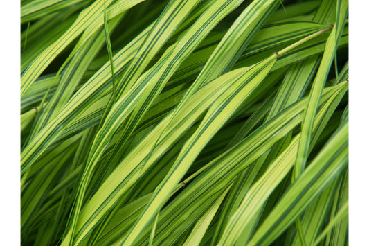 Green Leaves Plants Grass Canvas Art Wall Picture Or Gloss Print