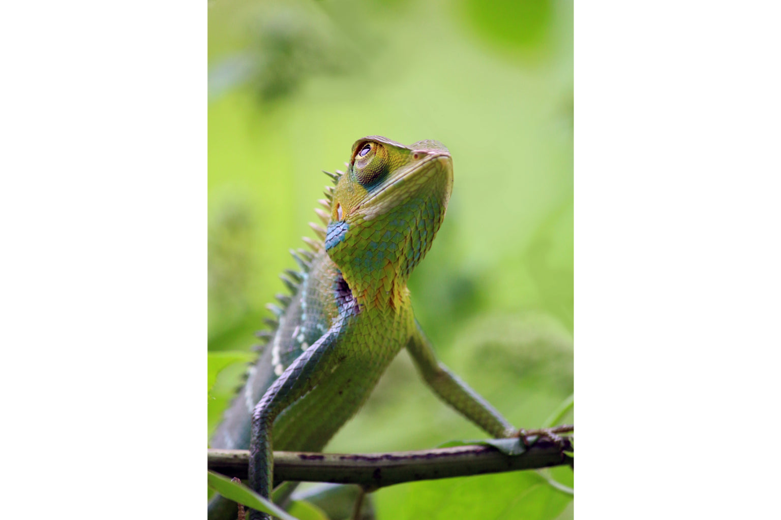 Green Lizard Animal Reptile Wildlife Canvas Art Wall Picture Or Gloss Print