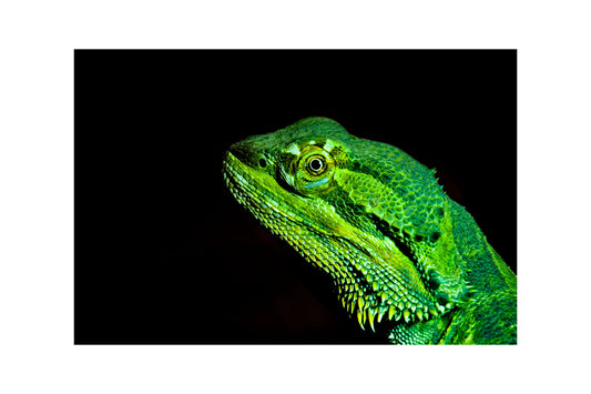 Green Lizard Reptile Animal Canvas Art Wall Picture Or Gloss Print