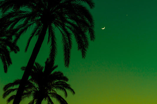 Green Night Sky Palm Trees Canvas Art Wall Picture Or Gloss Print