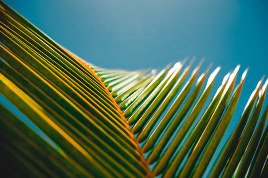 Green Palm Leaf Blue Sky Canvas Art Wall Picture Or Gloss Print