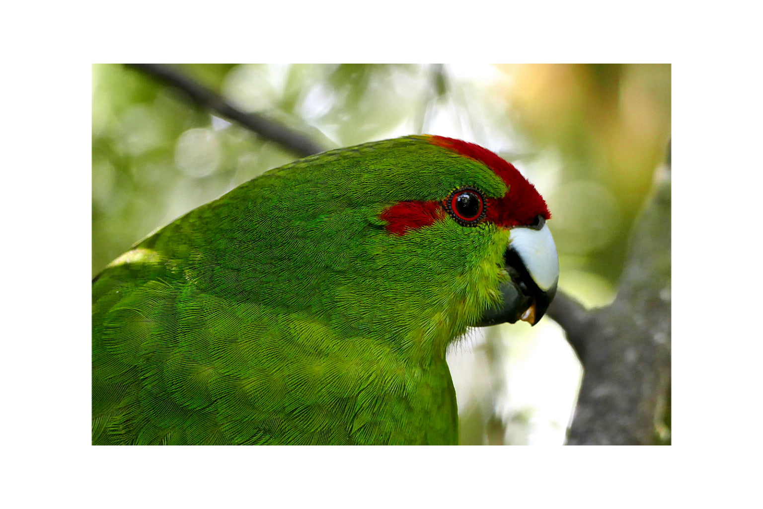 Green Parrot Bird Animal Canvas Art Wall Picture Or Gloss Print