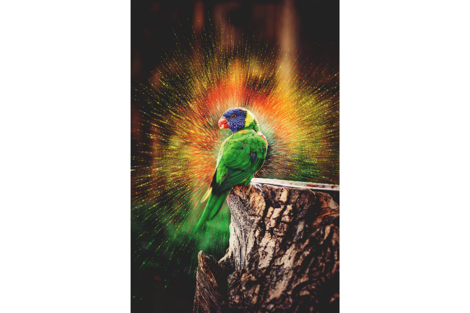 Green Parrot Bird Rainbow Explosion Canvas Art Wall Picture Or Gloss Print