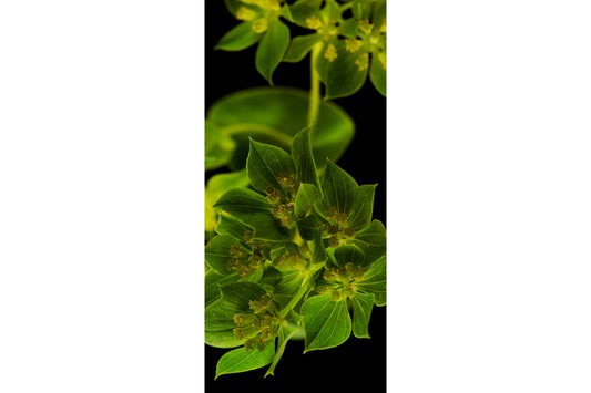 Green Plant Leaves Black Flower Canvas Art Wall Picture Or Gloss Print