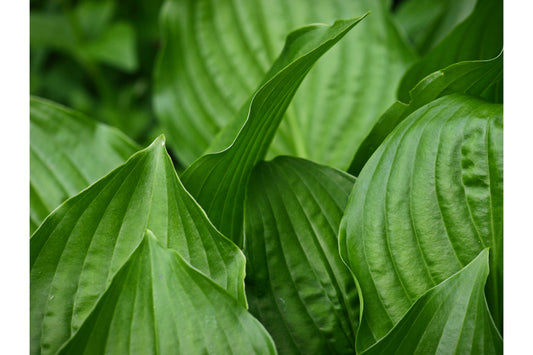 Green Plant Leaves Canvas Art Wall Picture Or Gloss Print