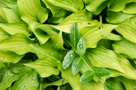 Green Rain Drop Leaves Plant Plants Canvas Art Wall Picture Or Gloss Print