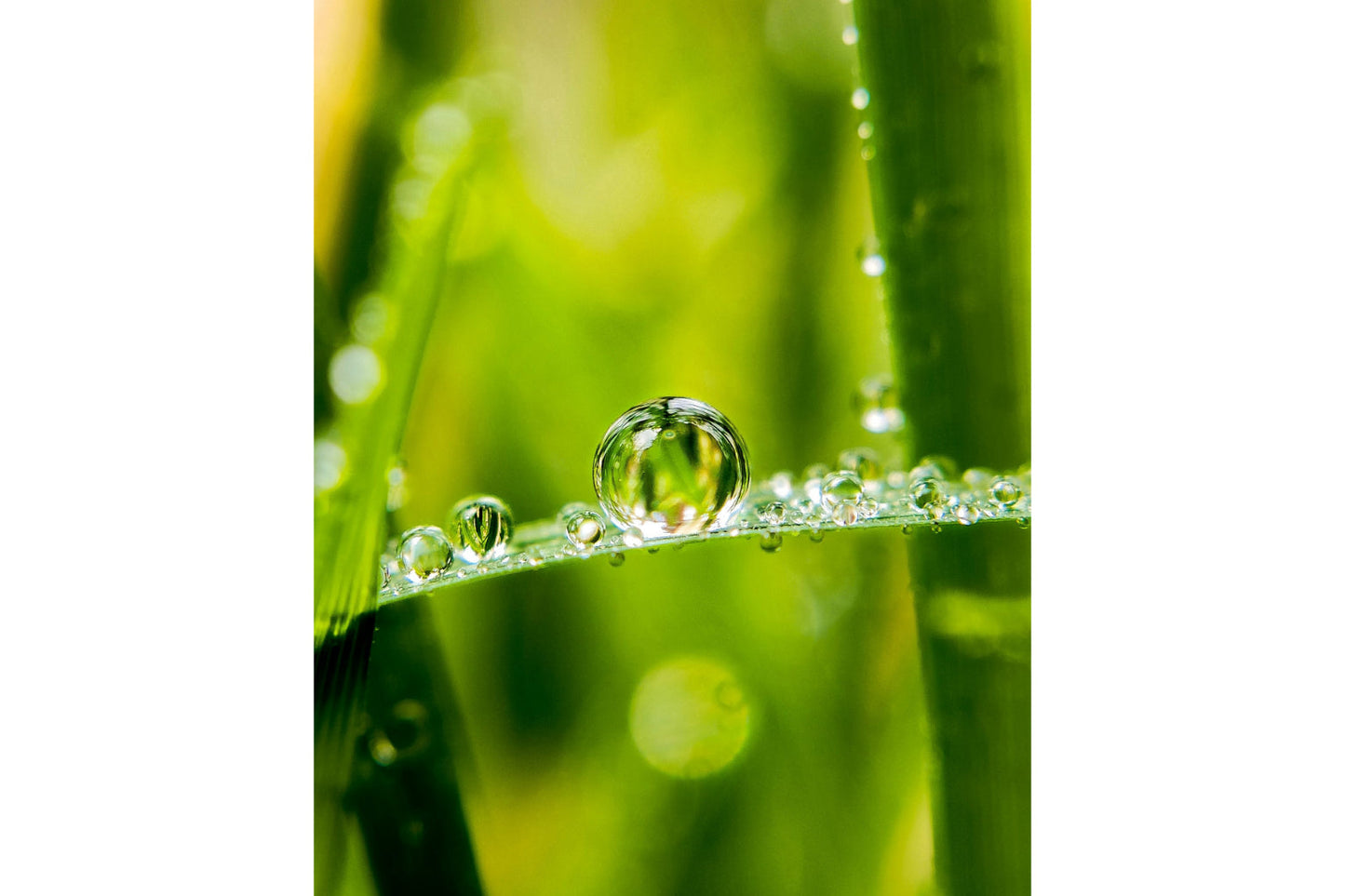 Green Rain Drops Plant Canvas Art Wall Picture Or Gloss Print