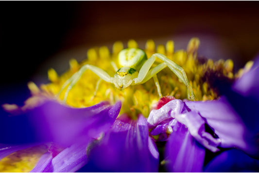 Green Spider On Purple Flower Insect Wildlife Canvas Art Wall Picture Or Gloss Print