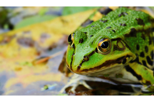 Green Spotted Frog Animal Canvas Art Wall Picture Or Gloss Print