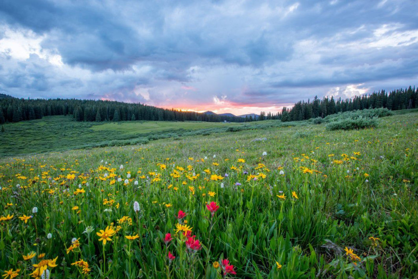 Green Spring Flowers Field Landscape Canvas Art Wall Picture Or Gloss Print