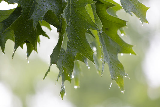 Green Tree Leaves Raindrops Canvas Art Wall Picture Or Gloss Print