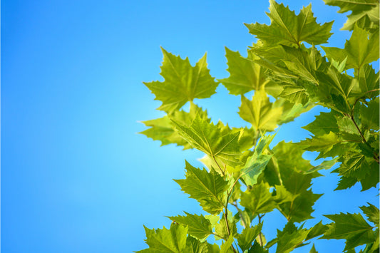 Green Tree Leaves Turquoise Blue Canvas Art Wall Picture Or Gloss Print