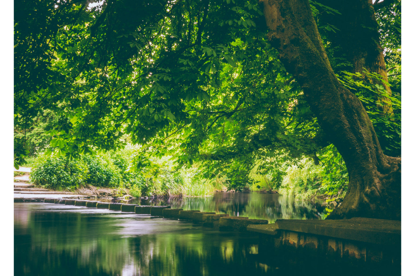 Green Tree River Landscape Canvas Art Wall Picture Or Gloss Print