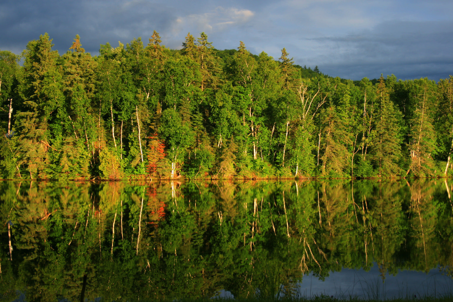 Green Trees Forest Woods Lake Water Canvas Art Wall Picture Or Gloss Print