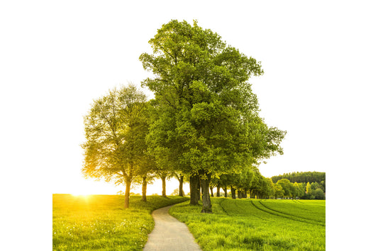 Green Trees Lane Landscape Canvas Art Wall Picture Or Gloss Print