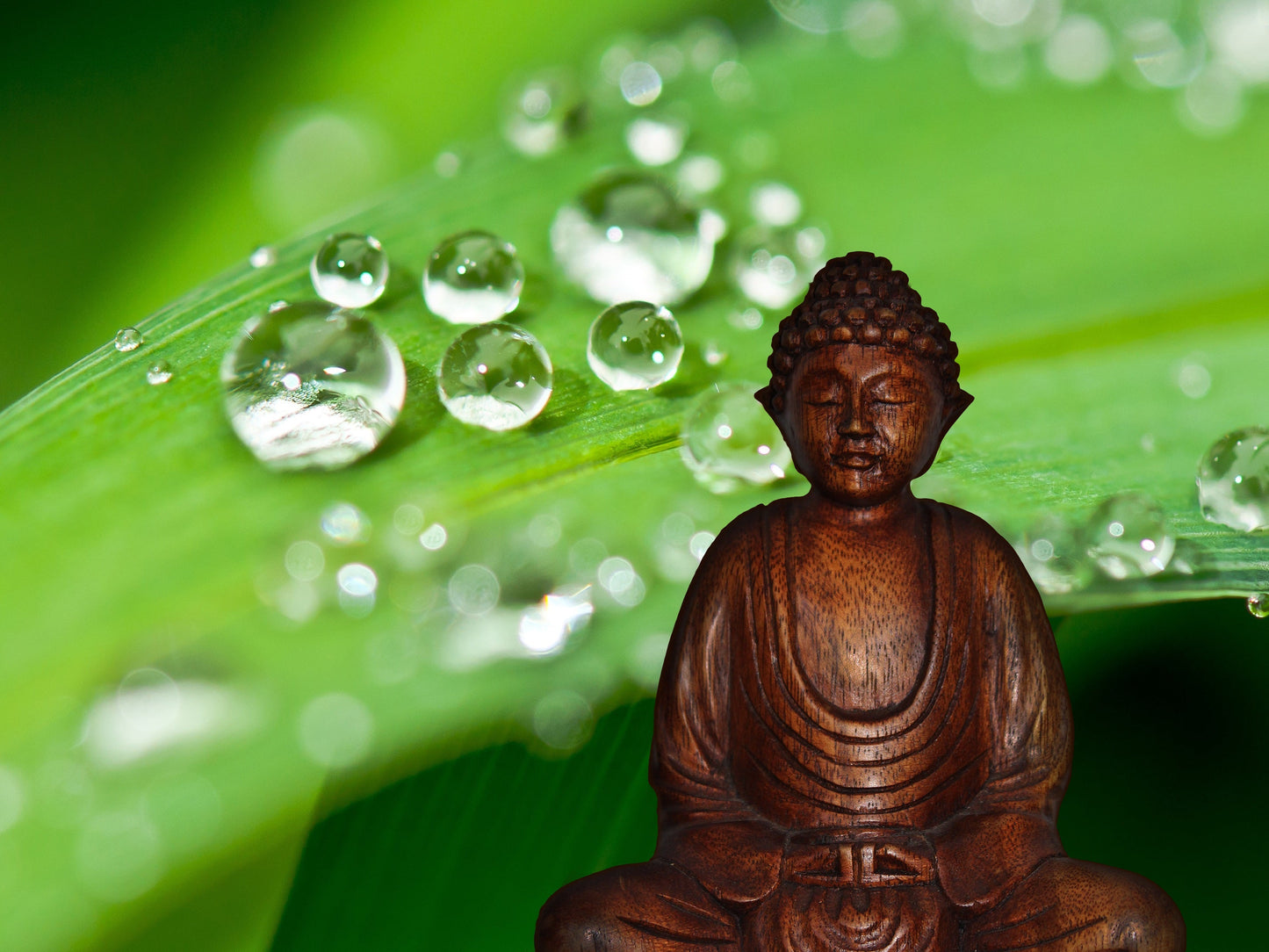 Green Water Drop Buddha Leaves Canvas Art Wall Picture Or Gloss Print