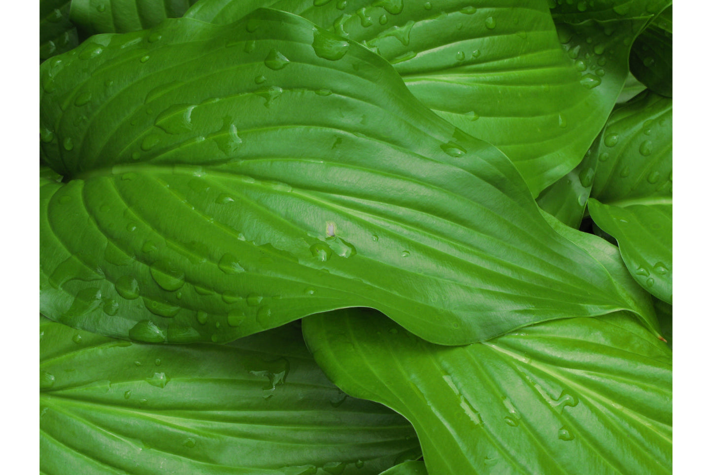 Green Wet Dew Drop Leaves Canvas Art Wall Picture Or Gloss Print