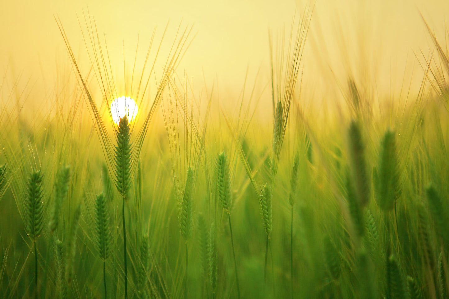 Green Wheat Field Yellow Sunset Canvas Art Wall Picture Or Gloss Print