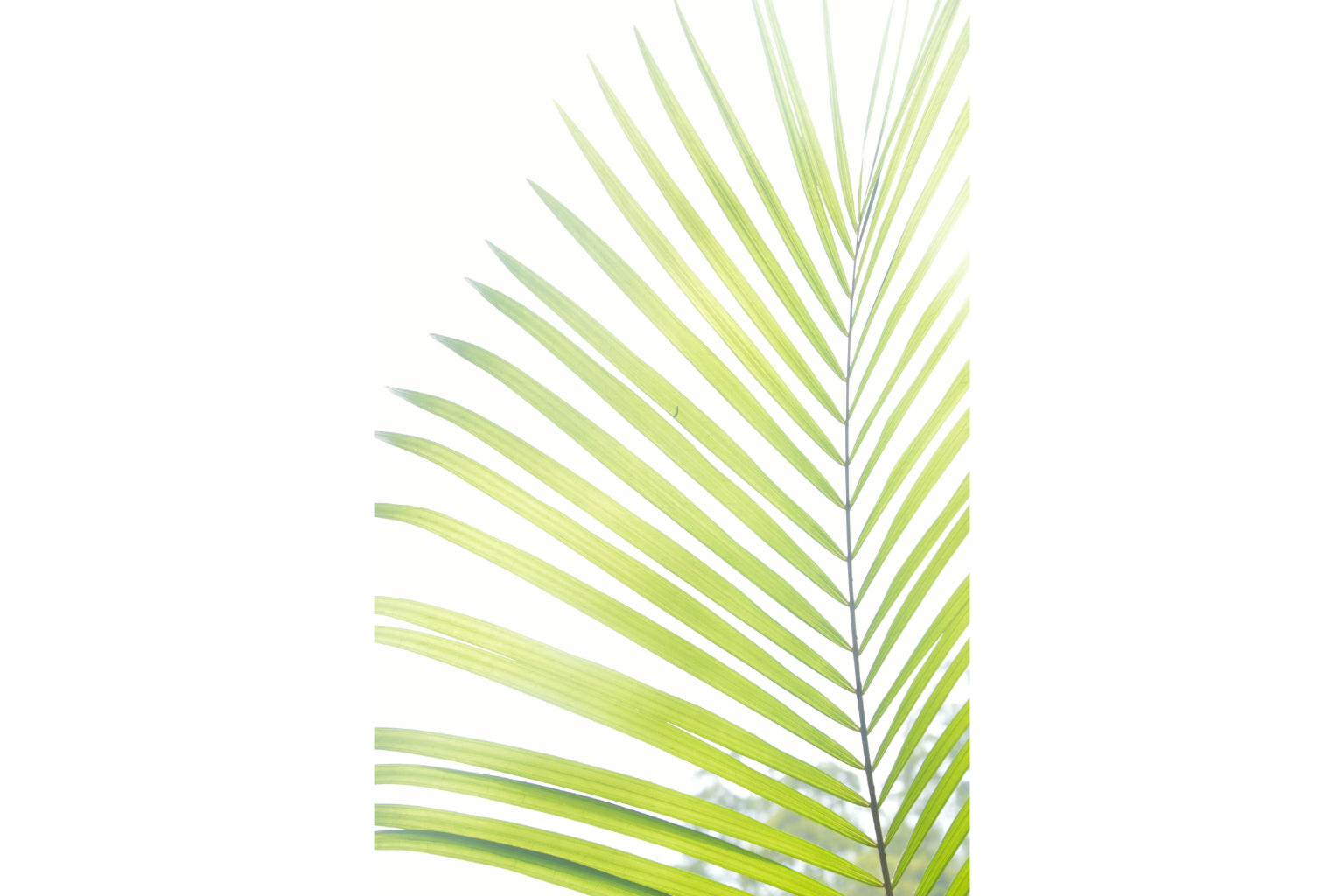 Green White Palm Tree Leaf Abstract Modern Canvas Art Wall Picture Or Gloss Print