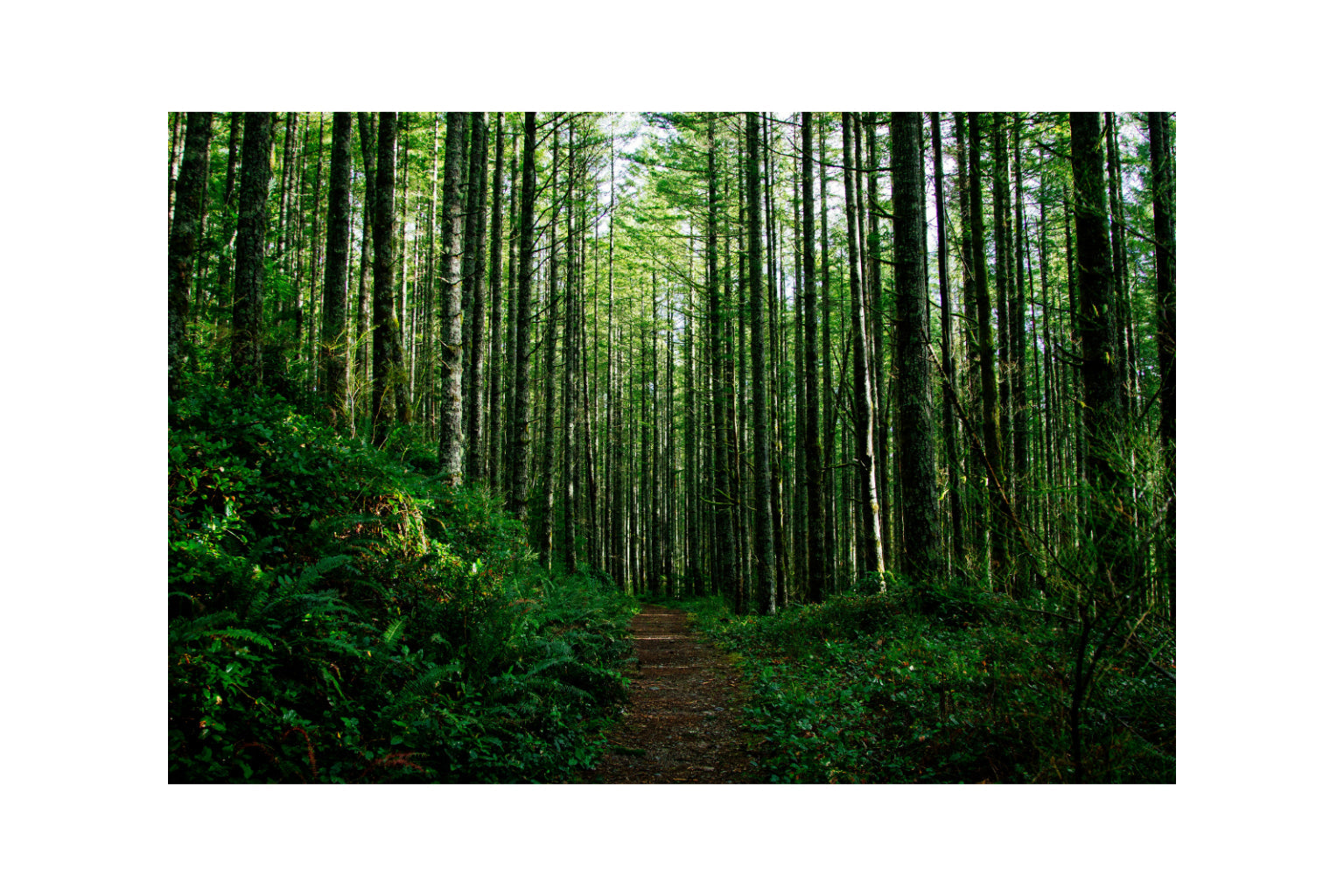 Green Woods Forest Trees Canvas Art Wall Picture Or Gloss Print