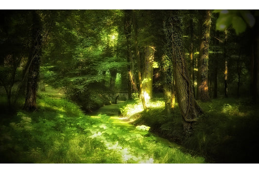 Green Woods Landscape Forest Trees Canvas Art Wall Picture Or Gloss Print