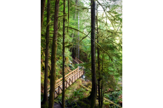 Green Woods Trees Forest Bridge Canvas Art Wall Picture Or Gloss Print