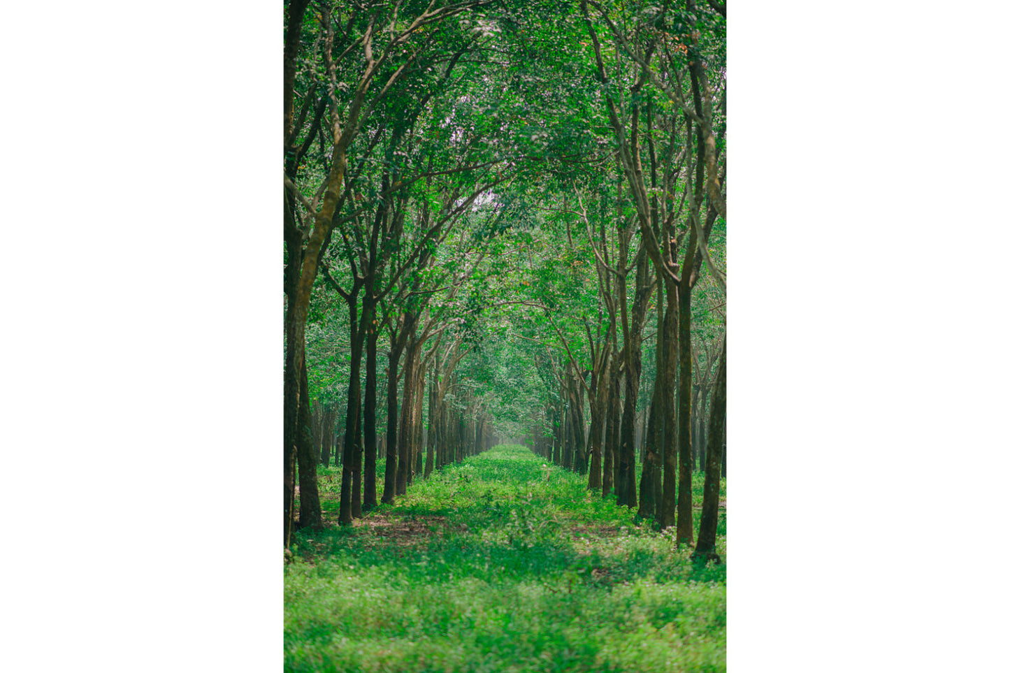 Green Woods Trees Forest Grass Canvas Art Wall Picture Or Gloss Print