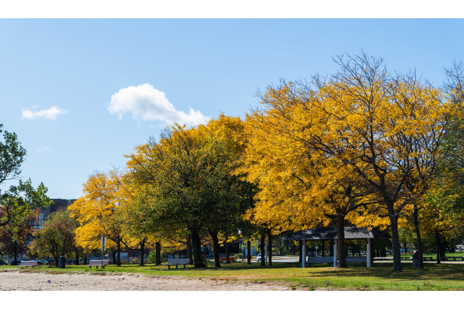 Green Yellow Autumn Trees Canvas Art Wall Picture Or Gloss Print